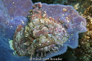 Scorpionfish
Bunaken,Sulawesi,Indonesia, 
Canon G 12 by Hans-Gert Broeder 